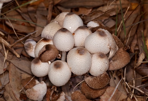 Representative image of Agaricaceae