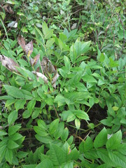 Dictamnus dasycarpus