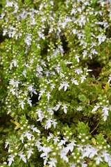 Teucrium townsendii