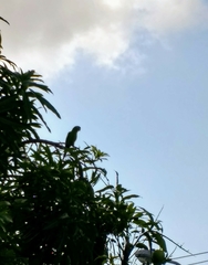 Psittacara chloropterus