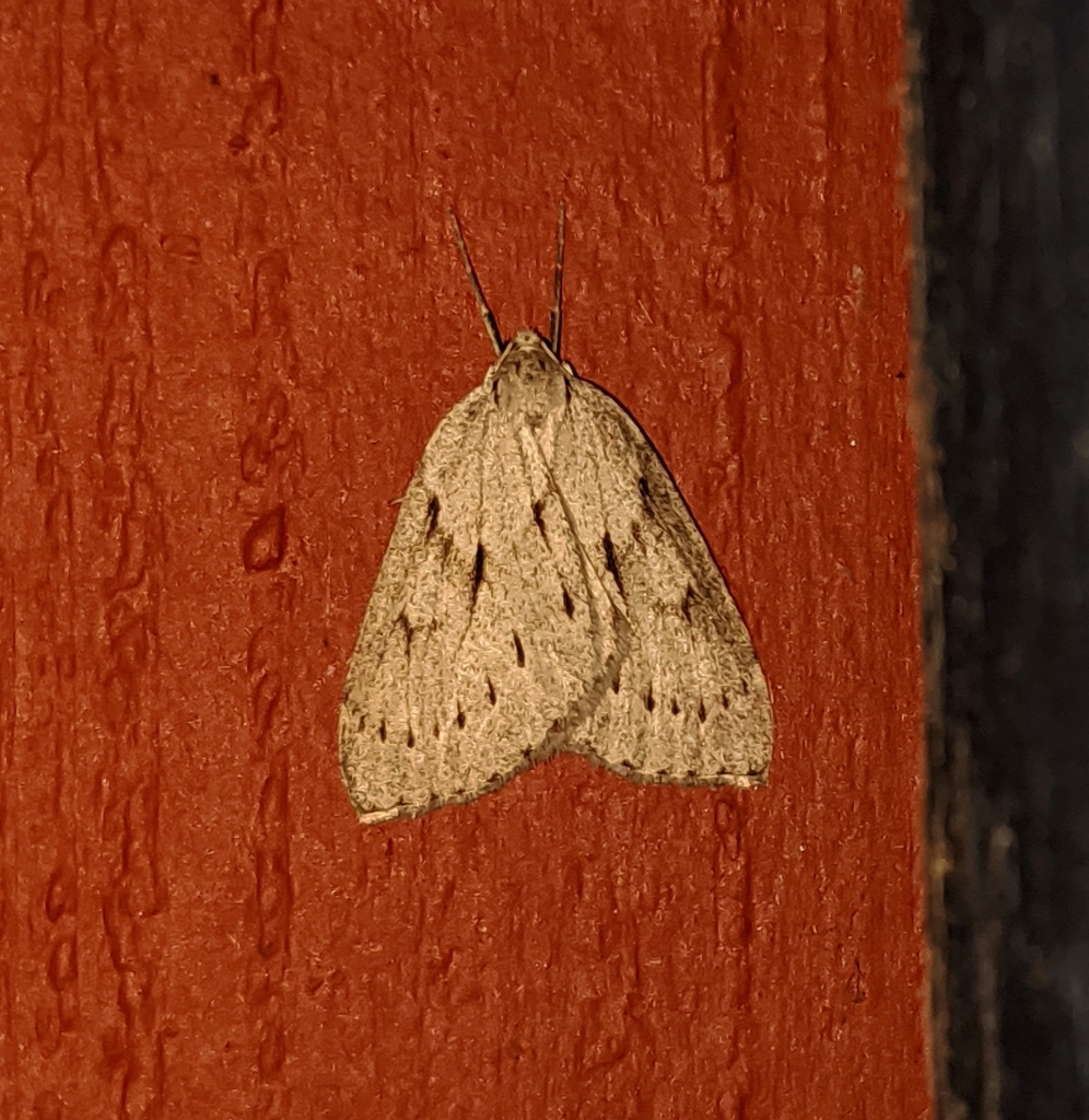 Philedia punctomacularia