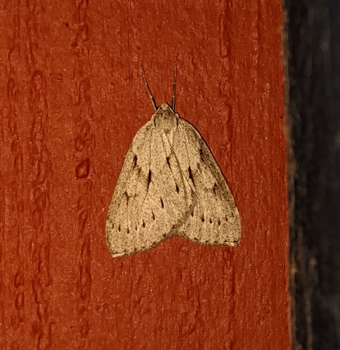 Philedia punctomacularia