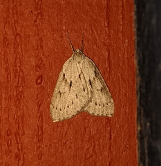 Philedia punctomacularia