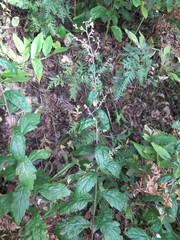Artemisia stolonifera