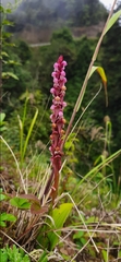 Satyrium nepalense ciliatum