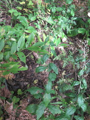 Artemisia stolonifera