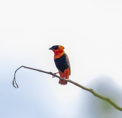 Euplectes franciscanus