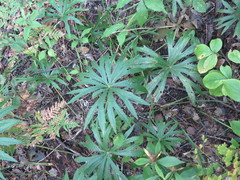Syneilesis aconitifolia