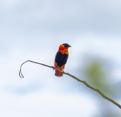 Euplectes franciscanus