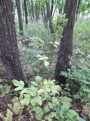 Actaea dahurica