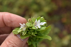 Teucrium townsendii