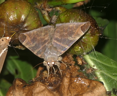 Pindara illibata