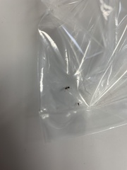 Pristomyrmex