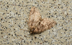 Hydriomena californiata