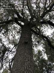 Quercus similis