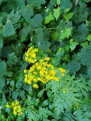 Nemosenecio formosanus