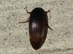 Melandryidae