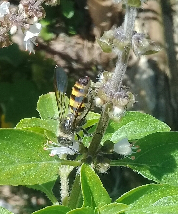 Dielis auripilis