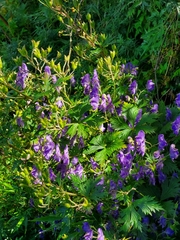 Aconitum fukutomei