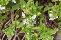 Teucrium townsendii