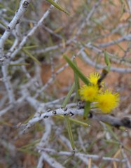 Acacia nyssophylla