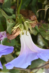Ipomoea mitchelliae