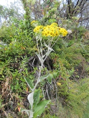 Senecio oerstedianus