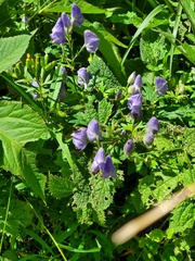 Aconitum fukutomei
