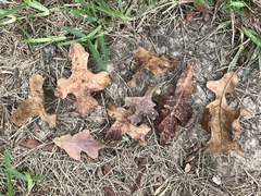 Quercus similis