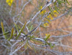 Acacia nyssophylla