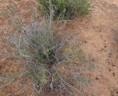 Acacia nyssophylla