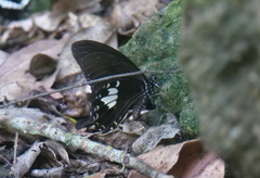 Papilio nephelus chaonulus