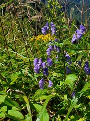 Aconitum fukutomei