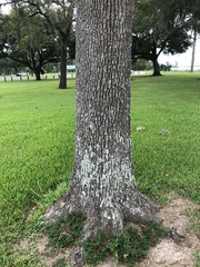 Quercus similis