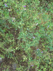 Vicia amurensis