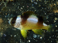 Amblypomacentrus breviceps