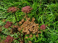 Angelica morrisonicola