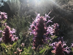 Salvia pachyphylla