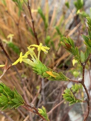 Lasiosiphon triplinervis