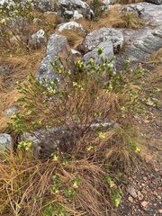 Lasiosiphon triplinervis