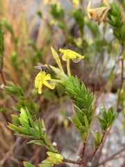 Lasiosiphon triplinervis