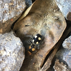 Dasymutilla munifica