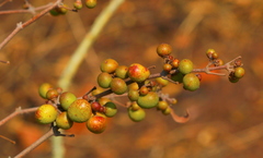 Searsia zeyheri
