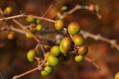 Searsia zeyheri