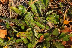 Parinari capensis capensis