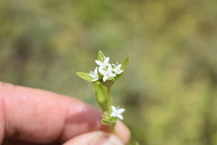 Spermacoce nesiotica
