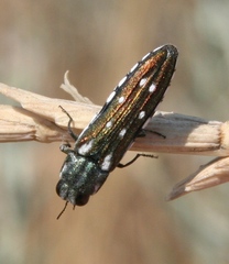 Agrilus walsinghami