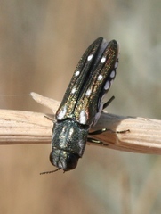 Agrilus walsinghami