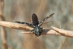 Agrilus walsinghami