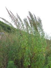 Artemisia selengensis